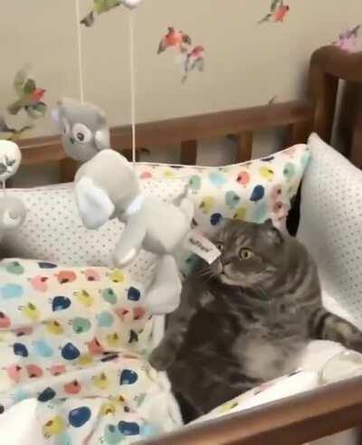 He ate the special brownies