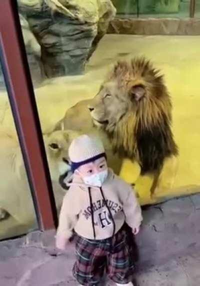 Lion Tries To Grab A Child Through Thick Glass At Zoo