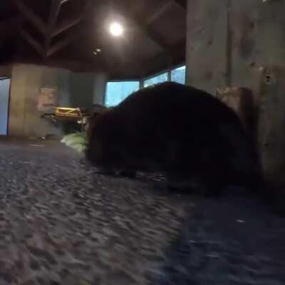 Beaver working 9-5 to bring home the lettuce