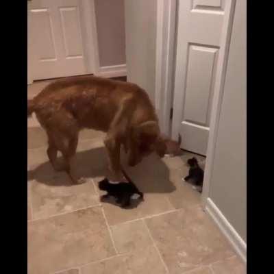 Darth Kittious will be honored if you join us.