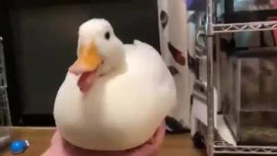 Look at this cute duck I found