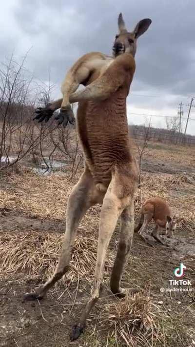 A jacked up kangaroo flexing