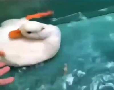 What the flipping duck?!