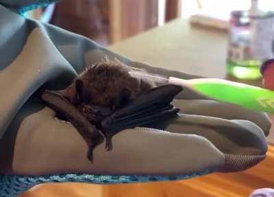 This evening bat was found trying to stay afloat in someone’s pool and was too tired to groom himself, so the folks at Second Chances Wildlife Center in Kentucky treated him to a day at the salon