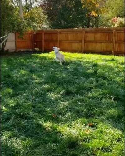 Nothing cuter than when Sarah realizes I'm finally home! 😍