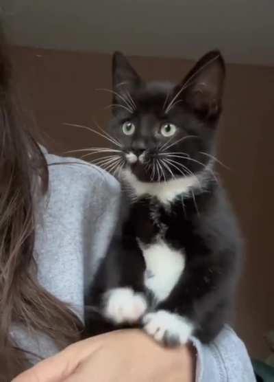 Kitten's reaction to watching birds for the first time.