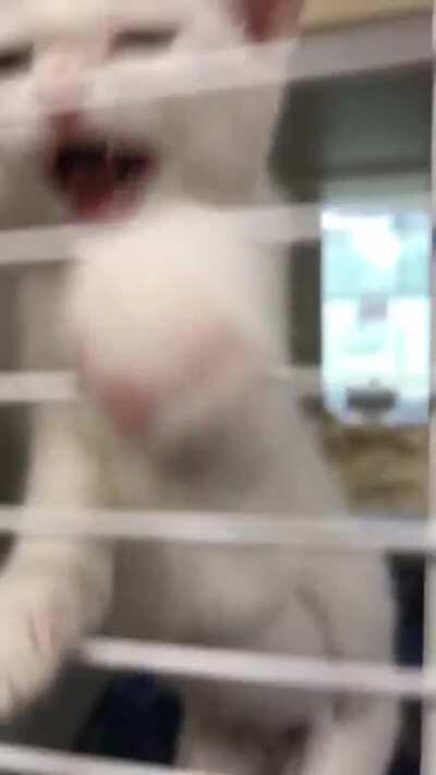 Little Cupid was falling asleep not 2 minutes before this after getting all tired out