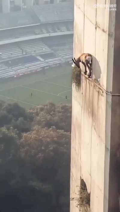 Someone missing a goat?