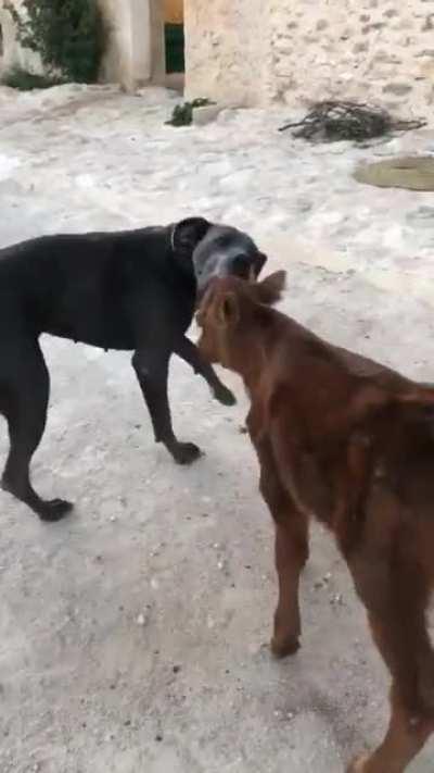 What kind of dog is this?