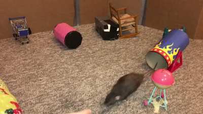 My awesome pet rat Olive doing a fun combo agility + mini bbq course!