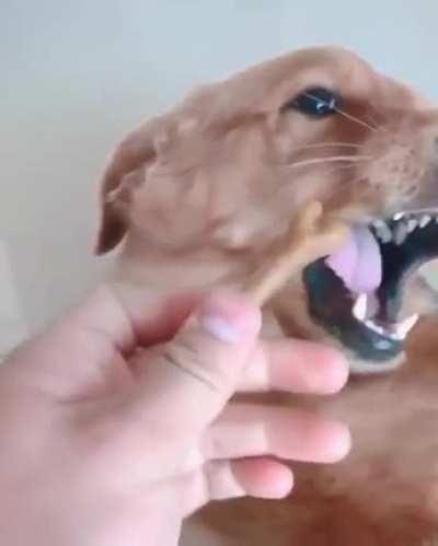 Taming the wild beast