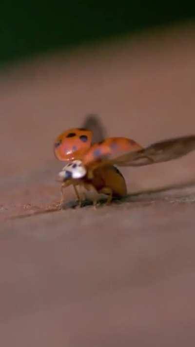🔥 lady beetle taking off in slow-mo 🐞