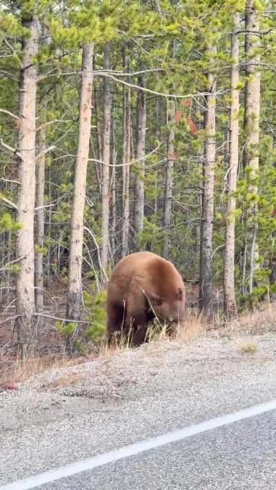 Grizzly on roadside (10/25/25)