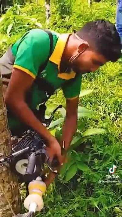 Lets drive up a Palm Tree