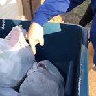 it's a baby it's a squirrel it's a BUNNY