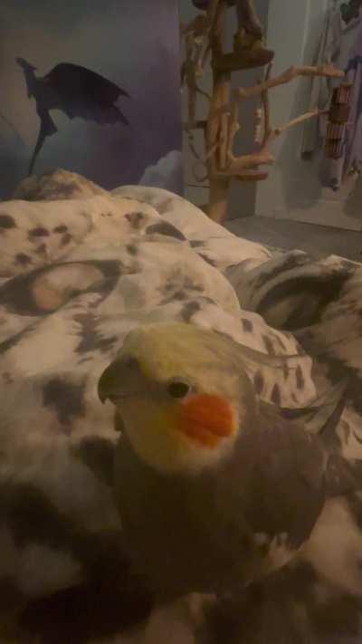 Raptor noises intensified