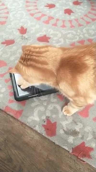 my big orange boy playing with his tablet