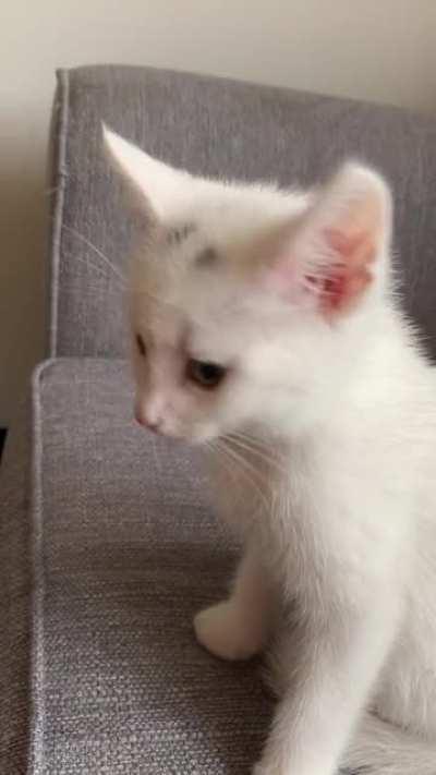 This is Ollie, also known as Squeaky Boy