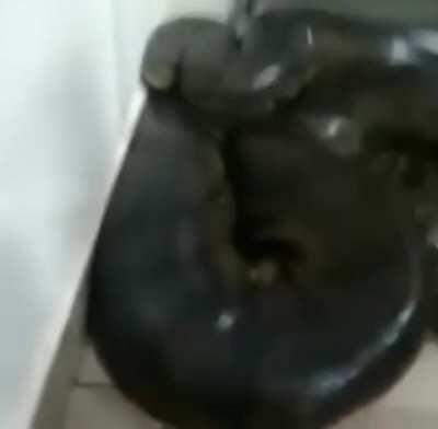 Man checks anaconda’s size that entered his home with smart scaling method.
