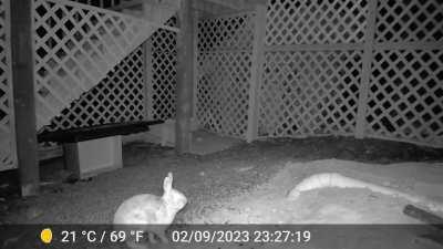 Previously posted about Butterscotch and Silver Fox; two wild bonded rabbits that live on my property. Here's a recent wildlife cam night video of them playing in the safe space I built for them. (Silver Fox is the first one in the video; Butterscotch is 