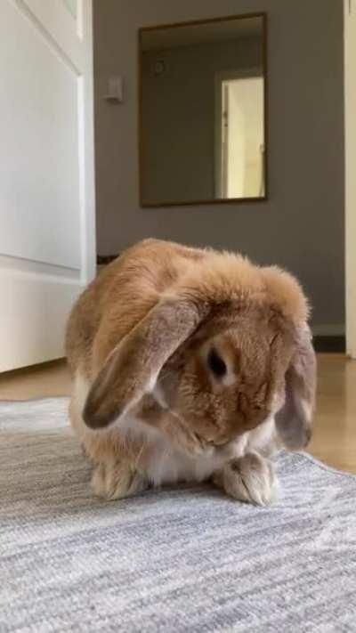 Pudding making herself pretty