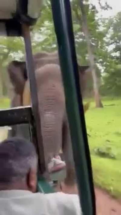 Angry Elephants are terrifying