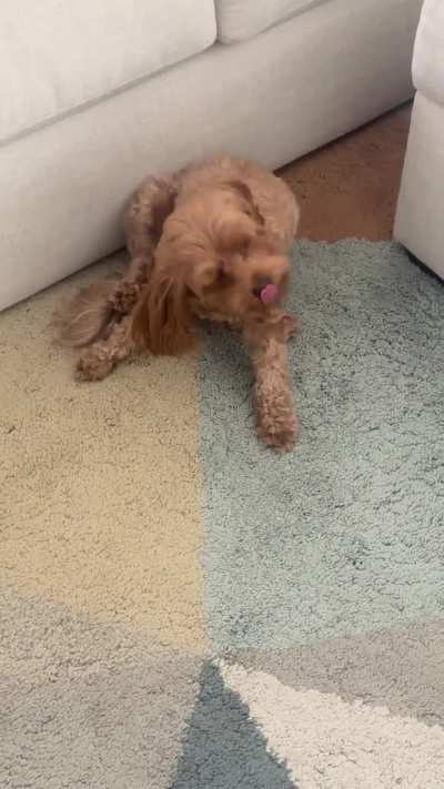 Dog shaking her head and flapping ears aggressively