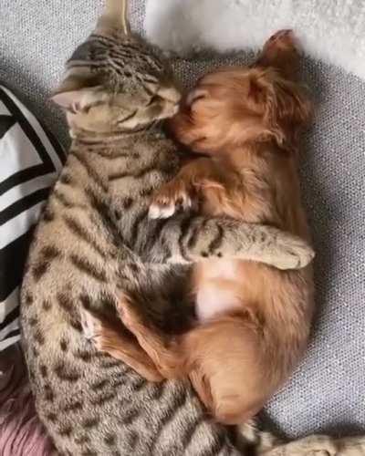 Cuddle Buddies