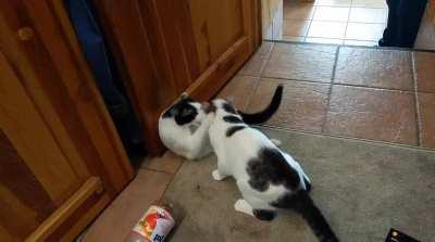 Wenn Brüder streiten