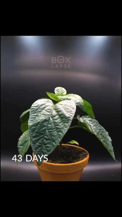 This is how a bell pepper plant grows from a seed to fruit