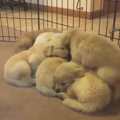 Cuddle Puddle