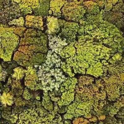 🔥 A forest from the sky