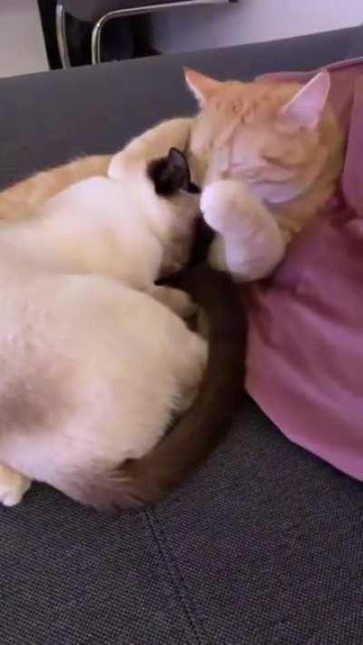 Stolen and Shared Kisses.