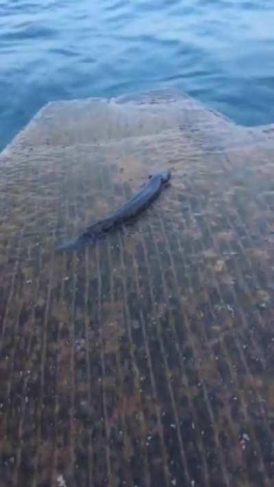 Saw this little guy crawl out of Lake Michigan 4 years ago at 12th St Beach