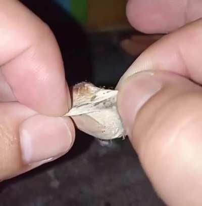 thanks, i hate baby spiders