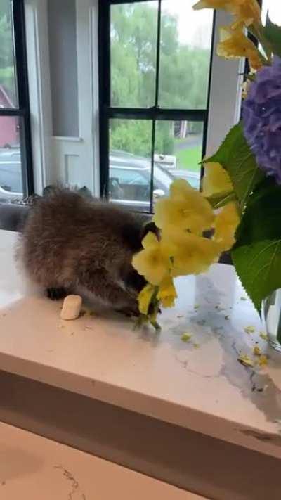 This is after he went fishing for my beta. I’ve gotta lay down some rules! Even the Marshmallow trick didn’t work. Oh Ricky Bobbie you’re trouble.