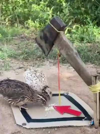 Of an ACME branded trap