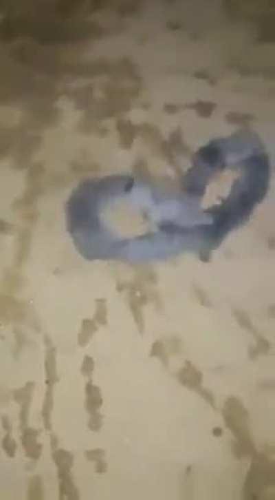 Oserai-je vous enjoindre de contempler l'envergure de ce surmulouroboros ?