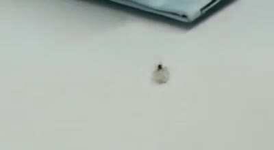 Ant steals diamond from jewelry store