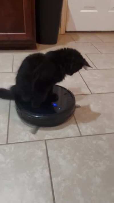 My Maine coon Viserys.