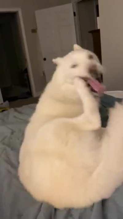 When the foot evolves from toy to enemy