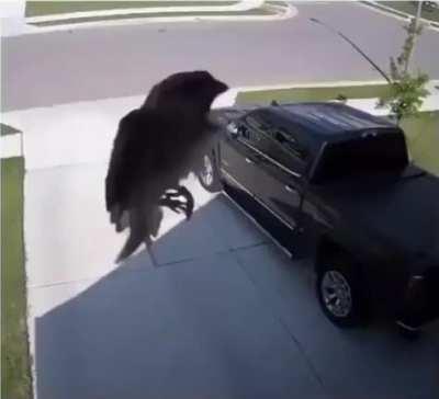 Flapless Bird - Cameras arent perfect. This bird is flapping.