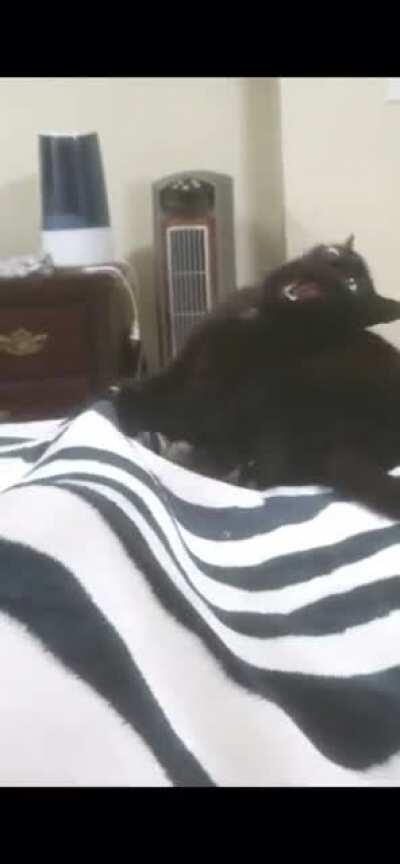 Cat powers up his Attack Bite!