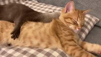 Otter cuddling with a cat.
