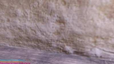 Mikasa Hatefucking Annie