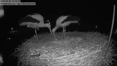 🔥 Stork couple celebrates their first egg