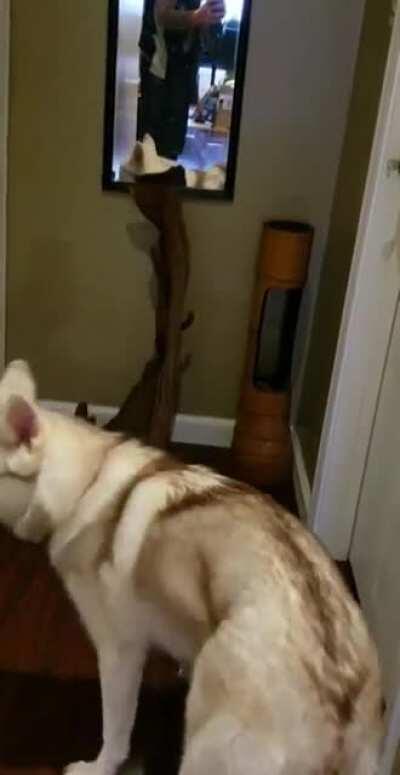 She just saw her reflection for the first time ever!