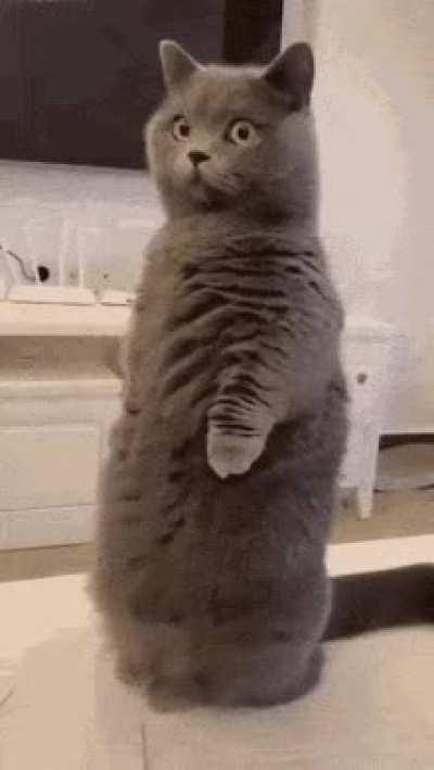 Cat.