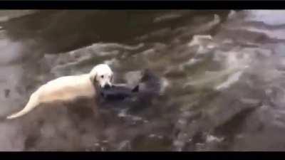 San Perritu Pescador