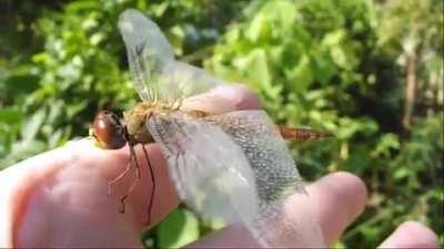 Pantala flavescens is considered the most widespread dragonfly on the planet, earning it the nicknames 